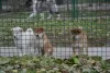 Additional photos: Shiba Inu puppies