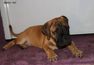 Additional photos: Chic puppies bullmastiff