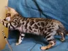 Photo №3. Bengal kittens. Belarus