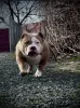 Additional photos: AMERICAN BULLY PUPPIES