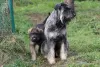 Additional photos: Pepper and salt giant schnauzer, puppies