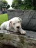 Photo №4. I will sell dogo argentino in the city of Vermontville.  - price - Is free