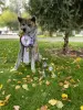 Additional photos: Akita Inu puppies for sale