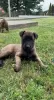 Photo №3. belgian shepherd puppies. Russian Federation