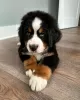 Photo №1. bernese mountain dog - for sale in the city of Copenhague | 486$ | Announcement № 83358