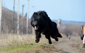 Additional photos: socialized girl, long-haired, with KSU / FCI metric, 1.5 months