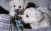 Photo №2 to announcement № 36084 for the sale of bichon frise - buy in Lithuania private announcement