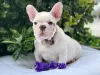 Additional photos: Beautiful french bulldog puppies for sale male and female