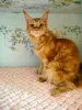 Photo №1. maine coon - for sale in the city of Minsk | 196$ | Announcement № 7421