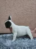 Additional photos: Beautiful french bulldog puppies