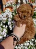 Photo №2 to announcement № 120644 for the sale of poodle (toy) - buy in Serbia breeder