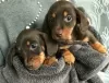 Photo №1. dachshund - for sale in the city of Berlin | Is free | Announcement № 129541