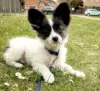 Photo №2 to announcement № 55329 for the sale of papillon dog - buy in Sweden private announcement