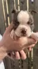 Additional photos: We have 5 beautiful bostons puppies for sale,