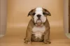 Photo №2 to announcement № 31242 for the sale of english bulldog - buy in Ukraine private announcement