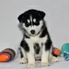 Photo №4. I will sell siberian husky in the city of Даллас. private announcement - price - 500$