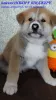 Additional photos: Akita Inu Puppies