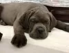 Additional photos: Cane Corso puppies