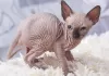 Photo №1. sphynx cat - for sale in the city of Förby | 358$ | Announcement № 130580