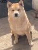 Photo №2 to announcement № 107897 for the sale of shiba inu - buy in Serbia breeder