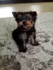 Photo №2 to announcement № 35878 for the sale of yorkshire terrier - buy in Germany private announcement