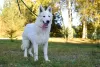 Photo №3. White Swiss Shepherd Dog. Poland