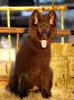 Photo №2 to announcement № 111540 for the sale of german shepherd - buy in Egypt private announcement, from nursery, breeder