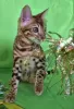 Photo №1. bengal cat - for sale in the city of Смолевичи | 264$ | Announcement № 102779