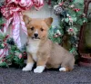 Photo №3. Adorable KC registered Pembrokeshire Corgi puppies. Greece