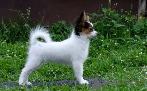 Photo №3. PAPILLON, girl, tricolor. Russian Federation