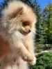 Additional photos: pomeranian