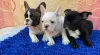 Photo №1. french bulldog - for sale in the city of Штутгарт | 380$ | Announcement № 128247