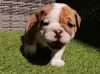 Photo №1. english bulldog - for sale in the city of Linz | Is free | Announcement № 98110