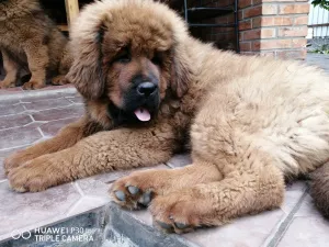 Photo №3. Tibetan mastiff. Russian Federation