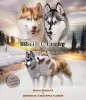 Photo №2 to announcement № 11608 for the sale of siberian husky - buy in Russian Federation breeder