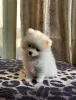 Photo №4. I will sell pomeranian in the city of Kerkrade. private announcement - price - 936$