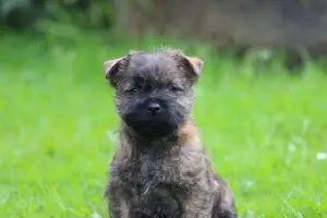 Photo №1. cairn terrier - for sale in the city of Severodvinsk | negotiated | Announcement № 3110