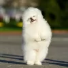 Photo №2 to announcement № 130648 for the sale of pomeranian - buy in Germany private announcement