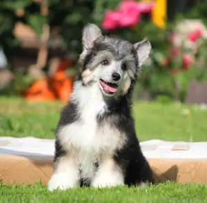 Photo №2 to announcement № 3368 for the sale of chinese crested dog - buy in Russian Federation from nursery