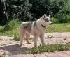 Photo №1. siberian husky - for sale in the city of Voronezh | 675$ | Announcement № 11609