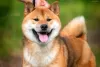 Photo №1. Mating service - breed: shiba inu. Price - negotiated