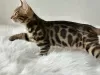 Photo №1. bengal cat - for sale in the city of Антверпен | negotiated | Announcement № 100956