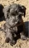 Photo №4. I will sell standard schnauzer, schnauzer in the city of Loznica.  - price - 317$