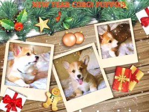 Additional photos: New year, smiling and cheerful puppies Corgi Pembroke