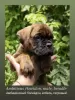 Photo №4. I will sell boxer in the city of Tashkent. private announcement - price - negotiated