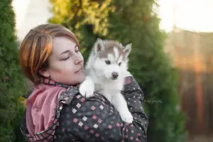 Additional photos: Elite Chocolate Siberian Husky Puppies from titled producers