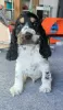 Photo №2 to announcement № 129125 for the sale of english cocker spaniel - buy in Poland breeder