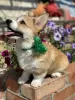 Photo №4. I will sell welsh corgi in the city of Saratov. private announcement - price - negotiated