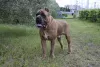 Photo №2 to announcement № 7973 for the sale of cane corso - buy in Russian Federation private announcement, from nursery