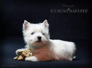 Additional photos: West Highland White Terrier from a superb pair!